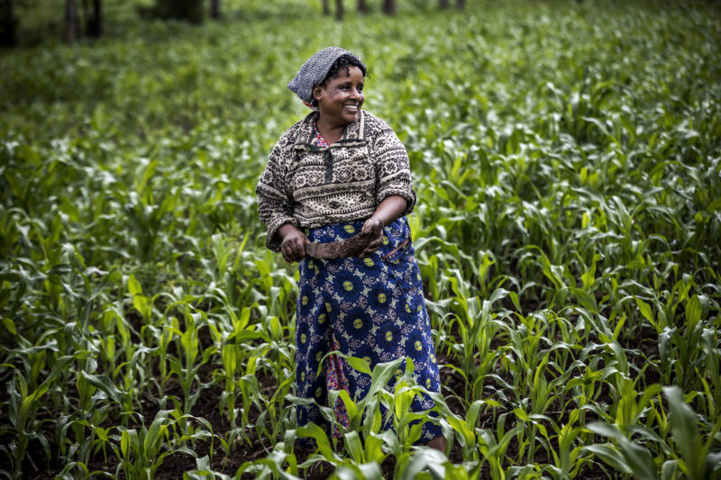 Agriculture: Adamawa may lose World Bank financial support