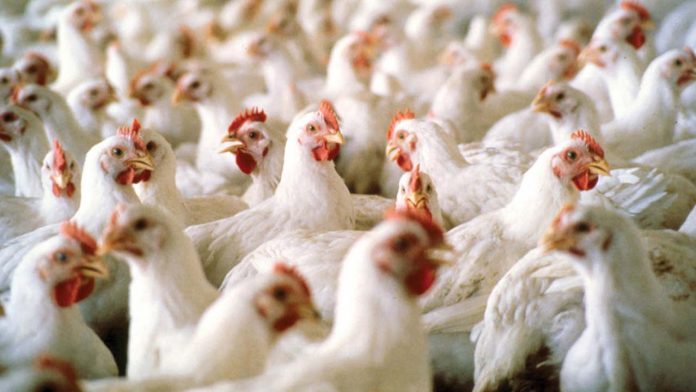 At poultry show, PAN seeks government investment
