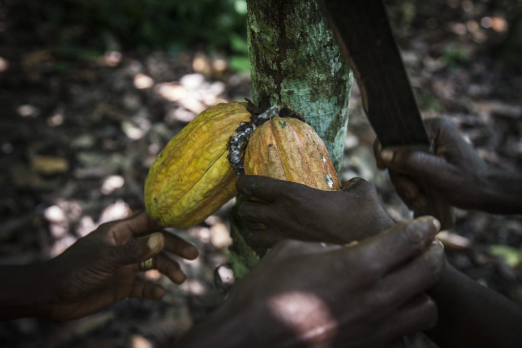 Cocoa association reiterates commitment to 10-year industry agenda