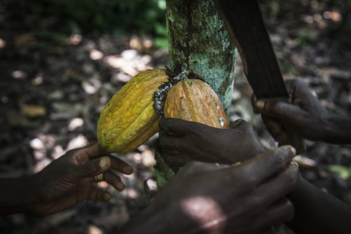 Cocoa association reiterates commitment to 10-year industry agenda