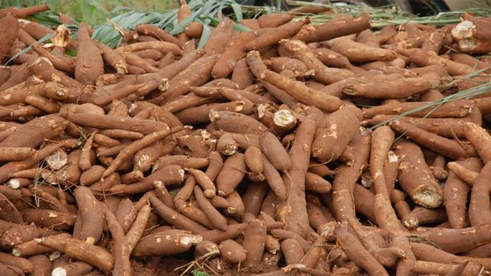 Competition for cassava roots raises concern about food security