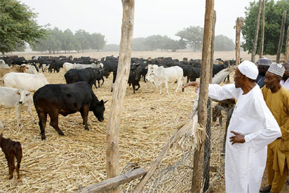 Dissecting Buhari’s Agriculture Revolution - Vanguard News Nigeria