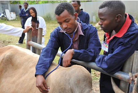 FAO trains Nigerian veterinary officers on animal disease management