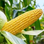 How farmers are milling profits from maize