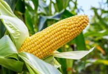 50 Small Agricultural Business Ideas Leadership Newspaper