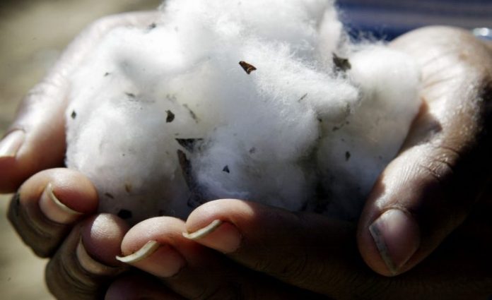 GMO: Commercialising transgenic cotton varieties, disaster for Nigerians