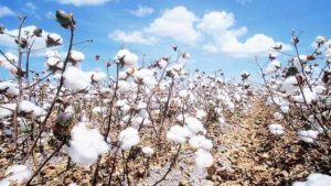 Why FG should revive cotton farming in Nigeria – KADCCIMA