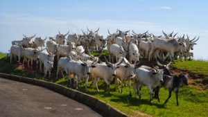 Borno set to key into FG’s RUGA scheme