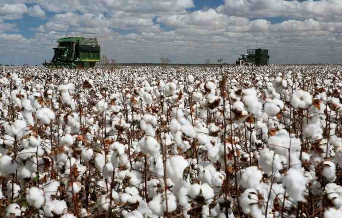 cotton production