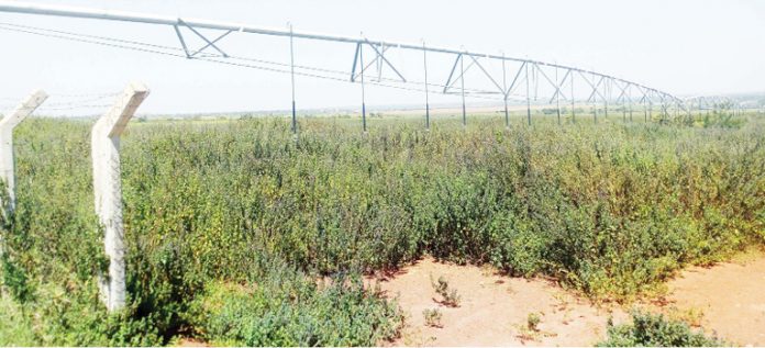 How FG is losing multi-billion naira Gurara Irrigation assets 
