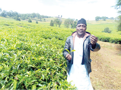 How tea farmers who saw millions now struggle How tea farmers who saw millions now struggle
