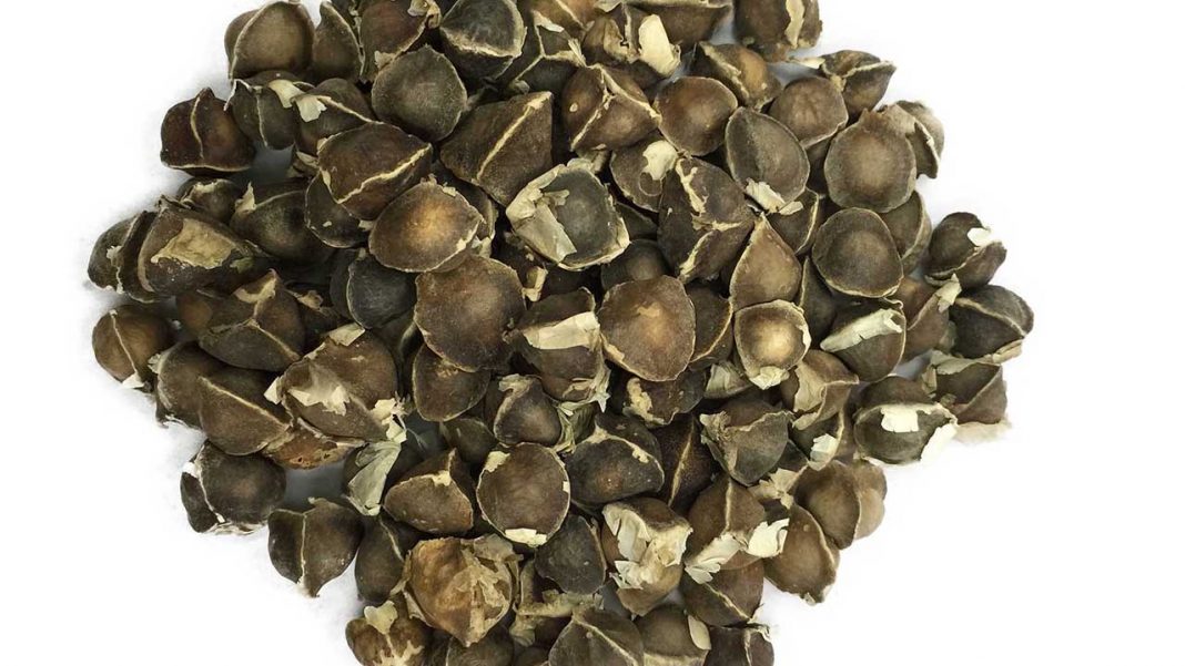 How to cultivate money-spinning moringa oleifera plants