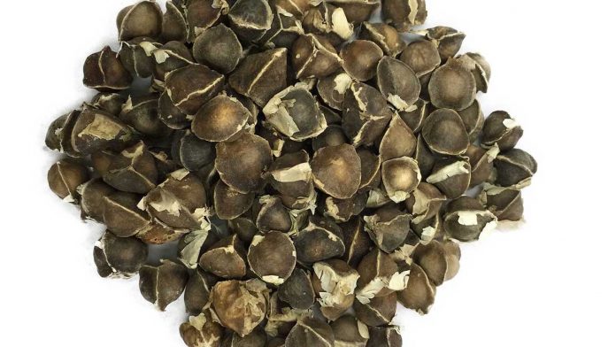How to cultivate money-spinning moringa oleifera plants