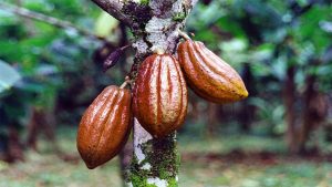 AFEX Discusses Cocoa as the Future for Nigeria