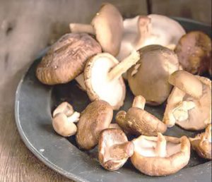120 Delta State Farmers Bag Training Empowerment on Mushroom, Ginger Cultivation 