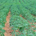 Nigerian radio stations  broadcast agronomy  recommendations on cassava weed management and best planting practices