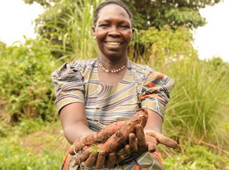 IITA develops new sweet potato variety to tackle malnutrition