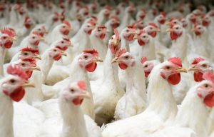 Stakeholders canvass engagement of youths in N13tr livestock 