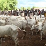 Yobe cattle market reopens two weeks after Boko Haram attack