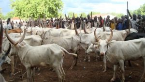 Updated: N100bn livestock budget won’t include foreign pastoralists, NEC