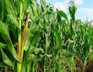 Agriculture: Lagos seeks private sector support for self-sufficiency