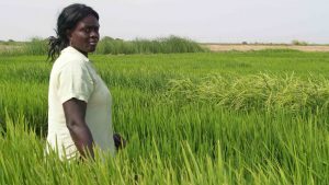 Early rains enhance prospects for rice production – Nigerian farmers