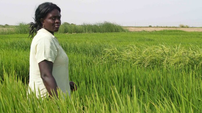 Nigeria produces 75% of 7.8m MT of domestic need,  says AfricaRice
