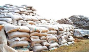 New rice floods Katsina markets, as farmers begin harvest