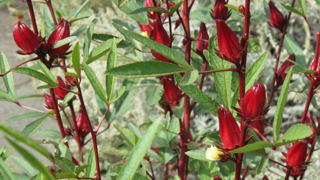 Nigeria to begin export of zobo leaves to Mexico, says NAQS