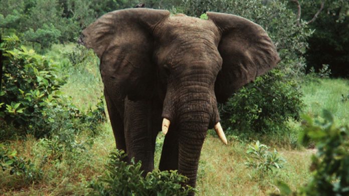 Ogun community laments as elephants  destroy farmland