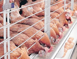 Poultry industry