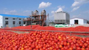 Dangote Tomato Company set to  start operation  – MD