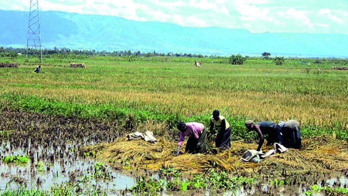 Rice farm floods: Threat to food security