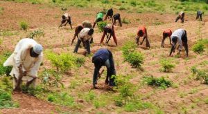 Kano’s $95m agro project begins December