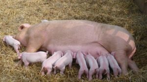 Common Pig Diseases, Symptoms, Prevention And Treatment