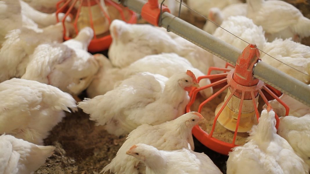 Starting sustainable broiler production, processing business