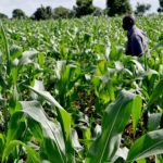 How small-holder farmers can attract funding – Business Heads