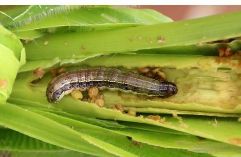 UN seeks aid of ODSG to fight Fall Armyworm ⋆ Nigeria News UN seeks aid of ODSG to fight Fall Armyworm ⋆ Nigeria News