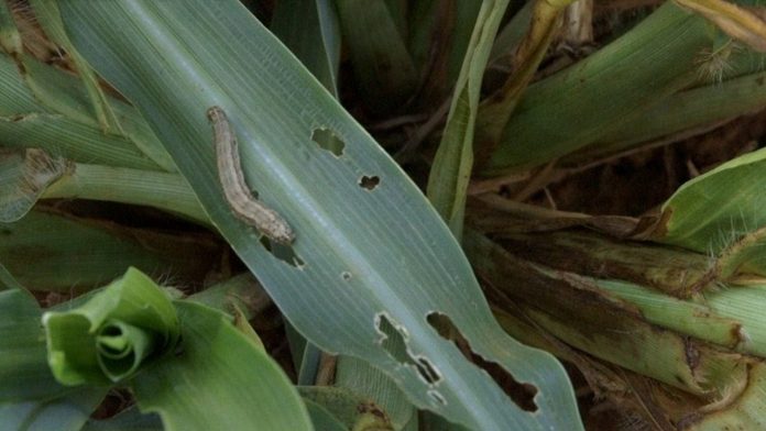 USAID, partners reward Fall Armyworm tech solution companies with $450,000