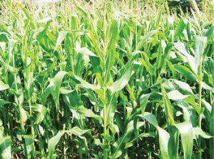 Gov Emmanuel to increase Akwa Ibom's investment in agriculture