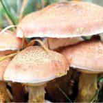 How mushroom farming can change Nigeria’s unemployment status