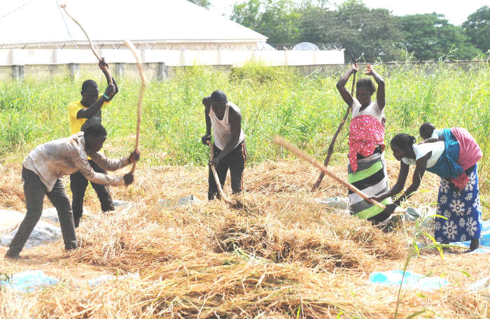 Nigerian farmers