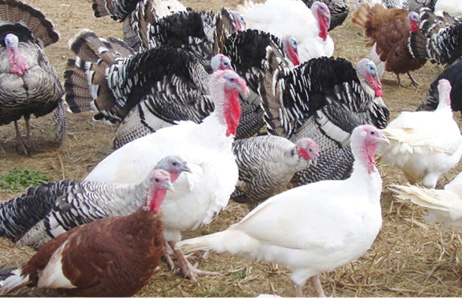 A quick look into turkey farming 