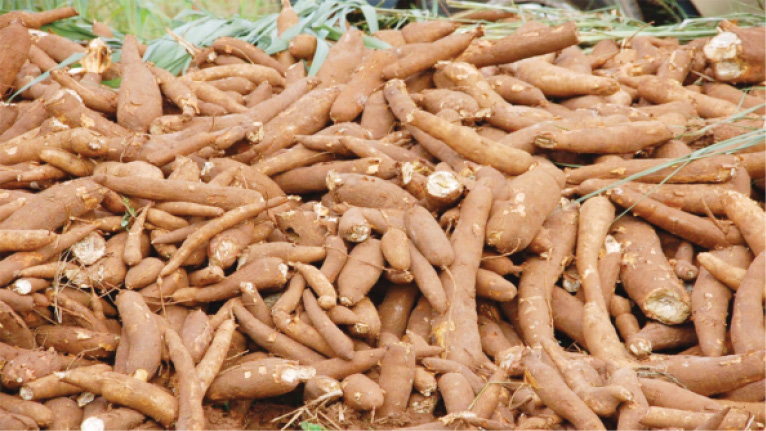 Cassava farming losing ground for market space