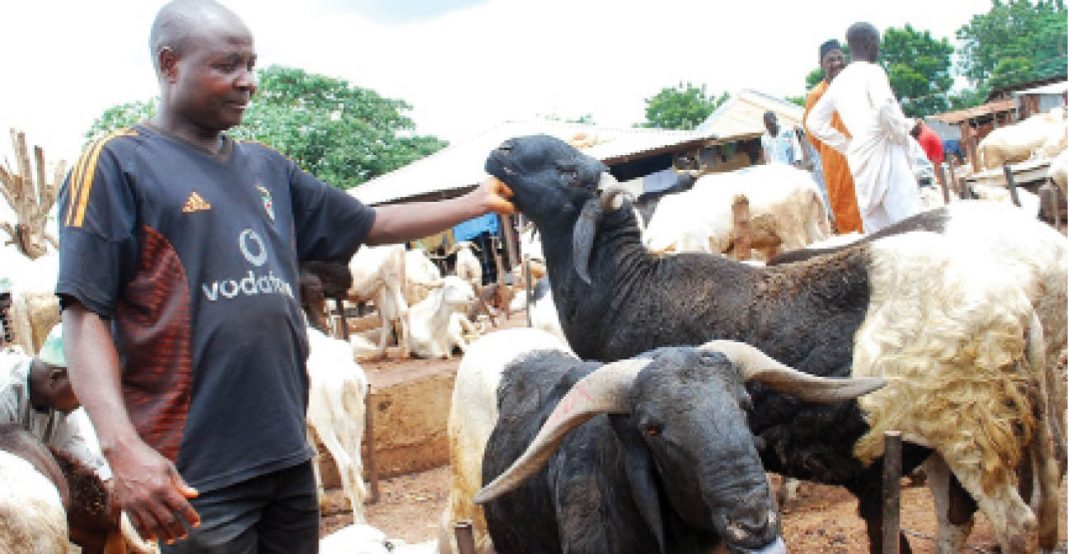 Economic benefits of raising sheep 