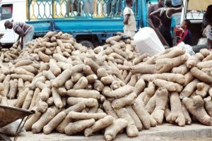 Institute moves to address yam production challenges