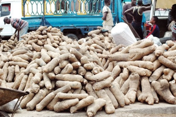 Farmers research to increase shelf life of yam