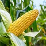 What we’re doing to boost agricultural productivity – Nanono