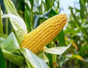 Transforming agriculture with commodity exchange market