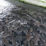 How to get fishers more involved in decisions that affect them